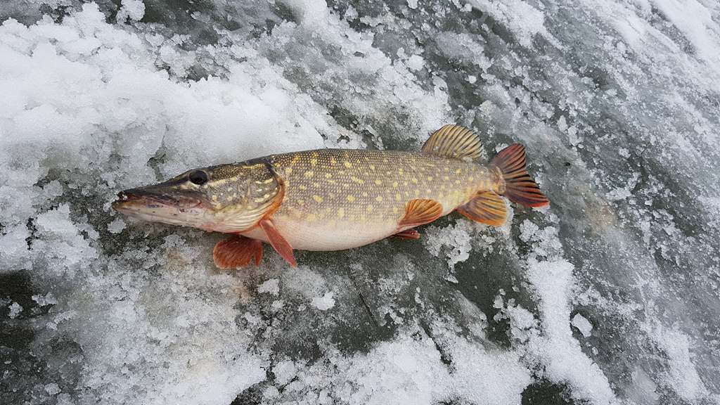 Щука в феврале на жерлицы - две основные тактики рыбалки 00004.JPG