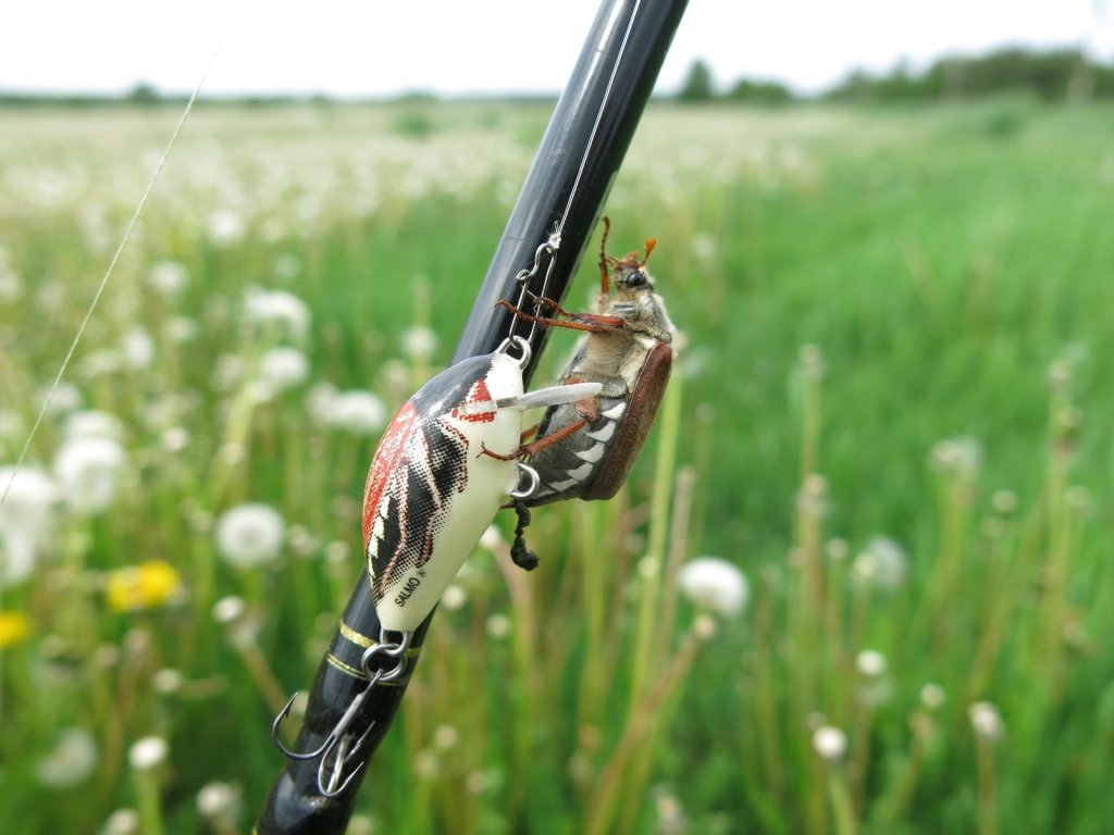 Голавлёвый воблер и майский жук