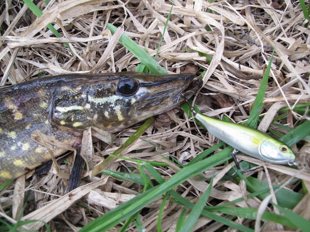 Щука поймана на волкер Щука поймана на волкер