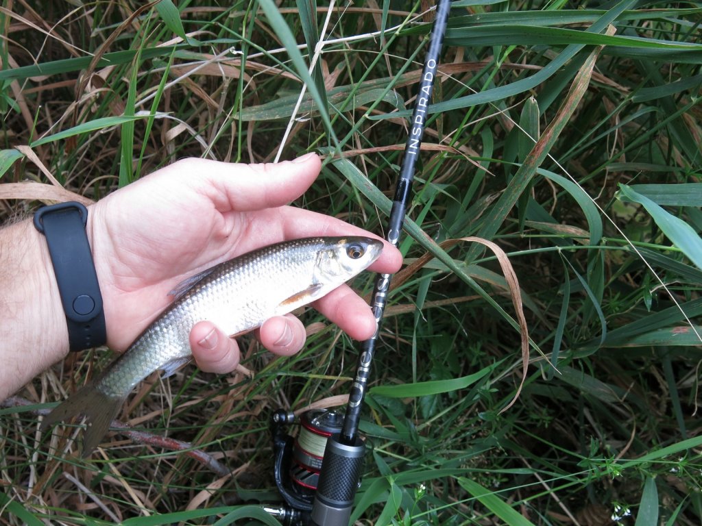 Елец и спиннинг Lucky John Inspirado