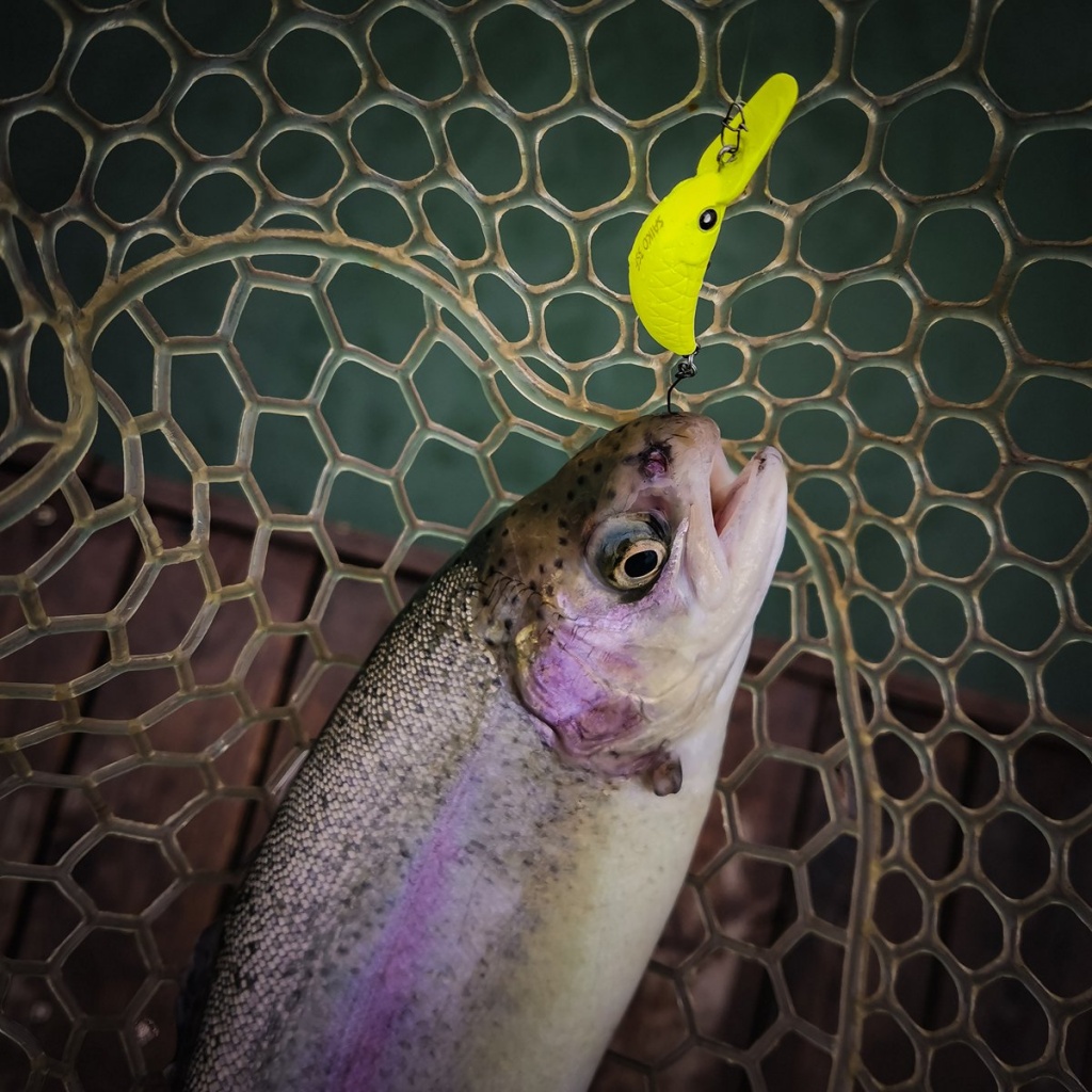 Форель, пойманная на воблер, в подсачеке