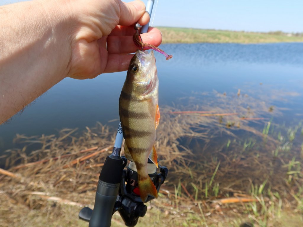 Окунь пойман на микроджиг