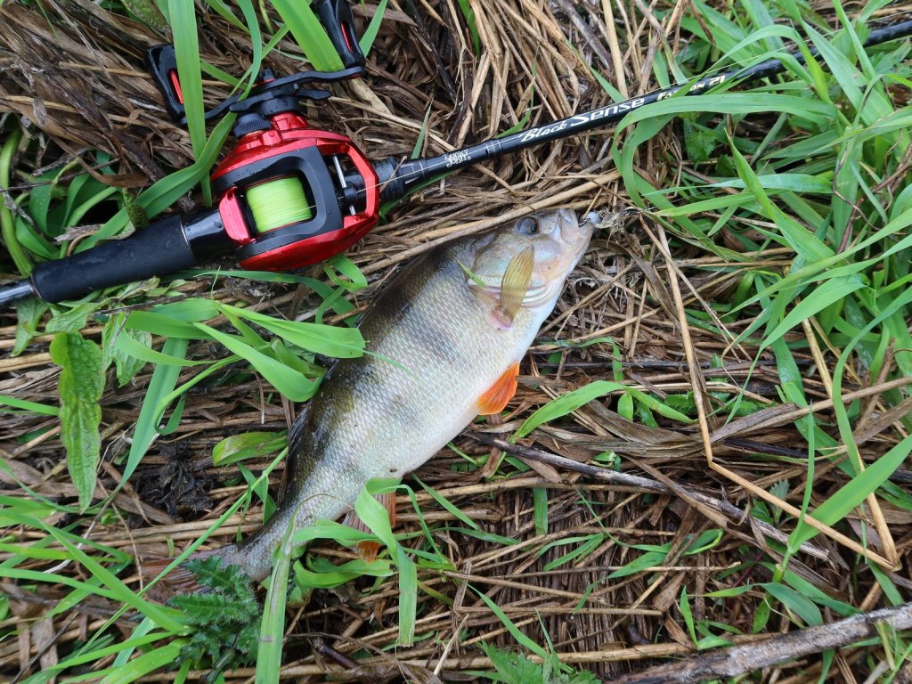 Окунь пойман на кастинг