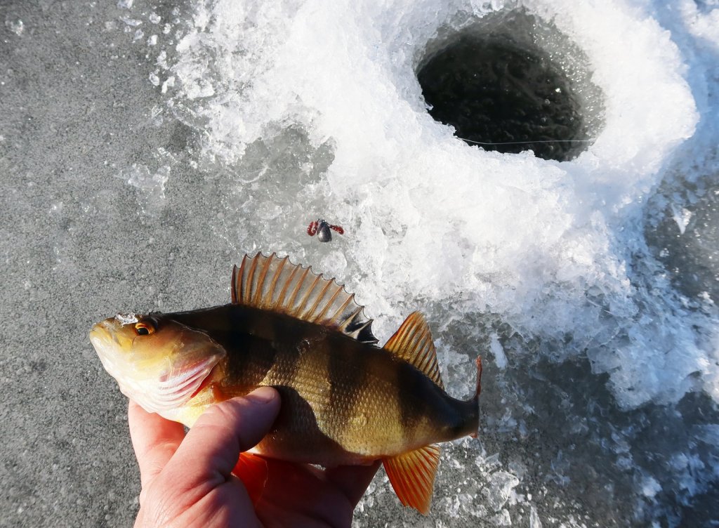 Окунь весной на льду с балдой
