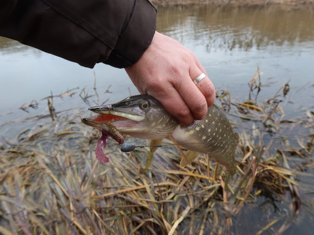Щука поймана на силиконового рака