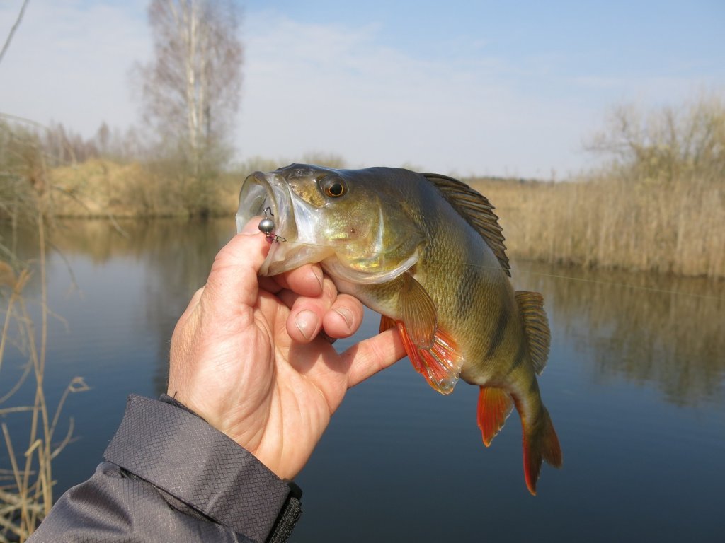Хороший окунь пойман на микроджиг