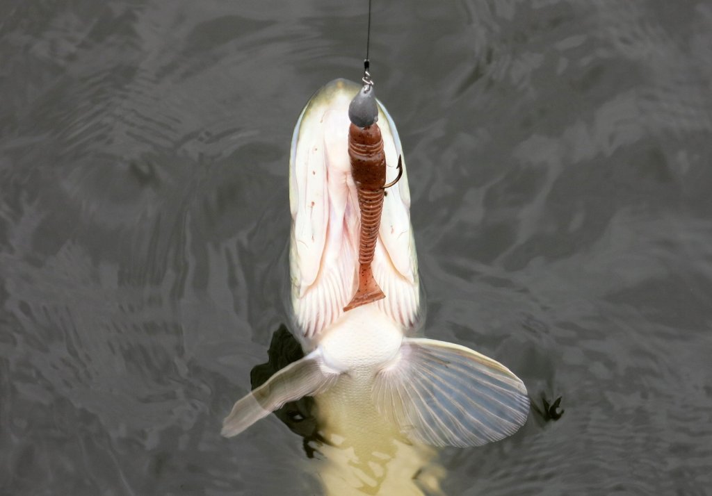 Щука засеклась снизу на двойник