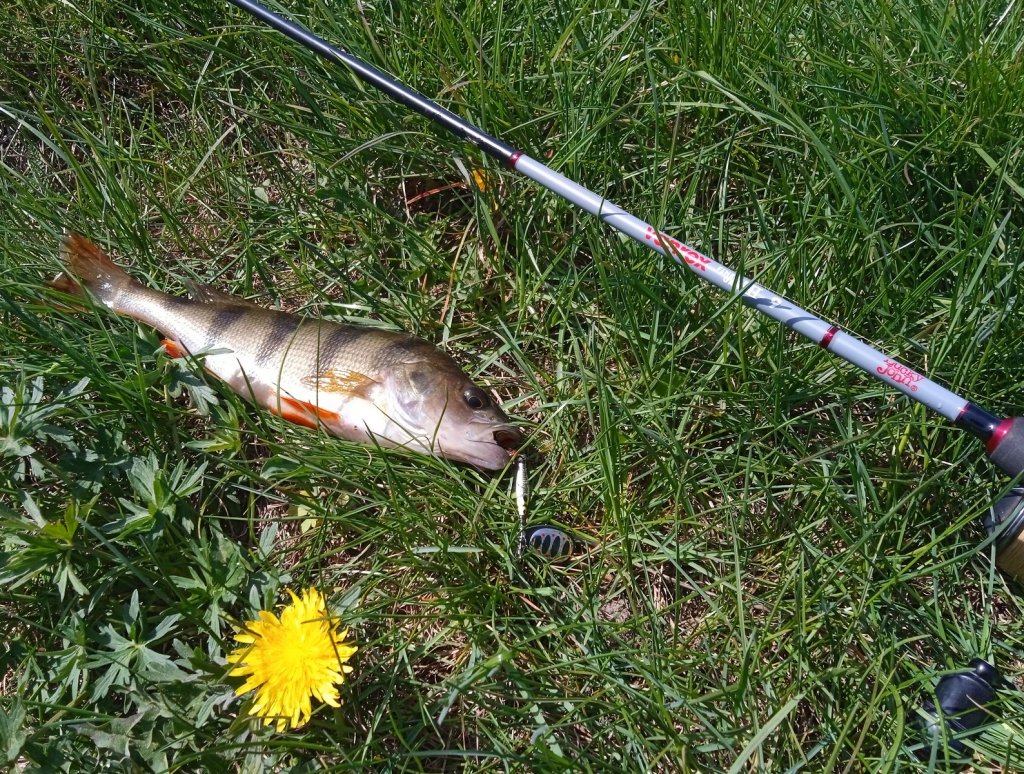 Окунь клюнул на вертушку Окунь клюнул на вертушку