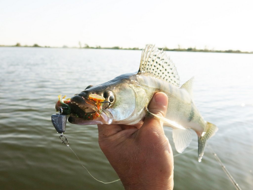 Судак хорошо ловится на резину Судак хорошо ловится на резину