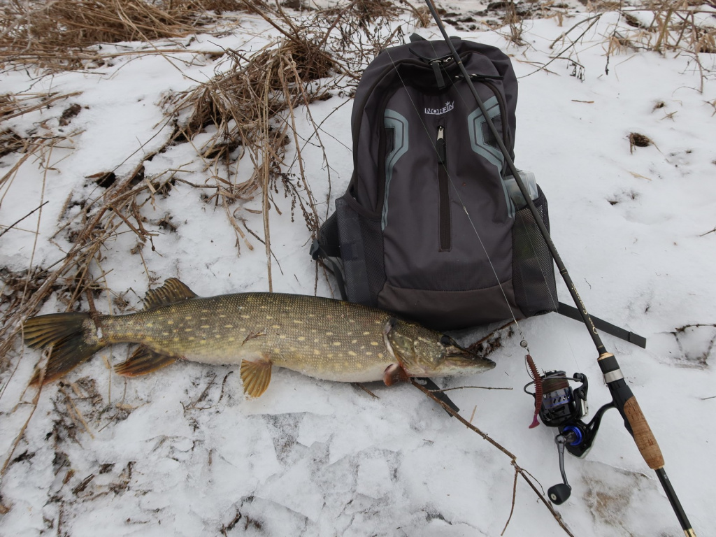 Щука лежит на снегу рядом со спиннингом, на который она пйомана
