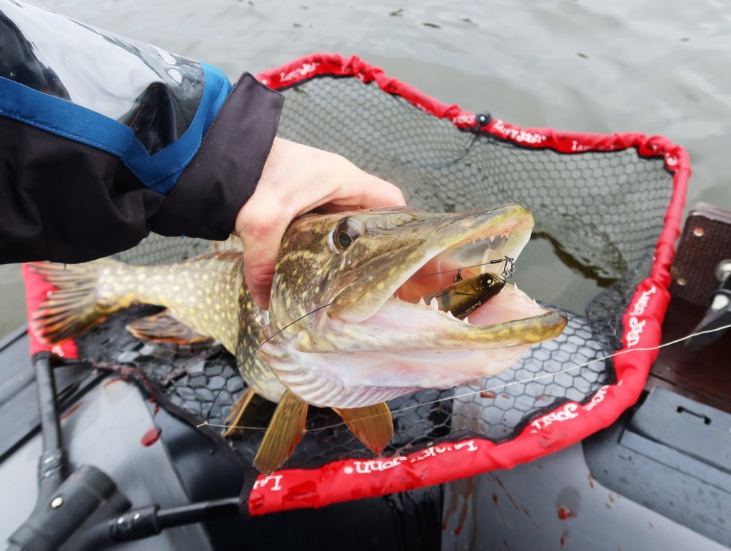 Хорошая щука проглотила воблер