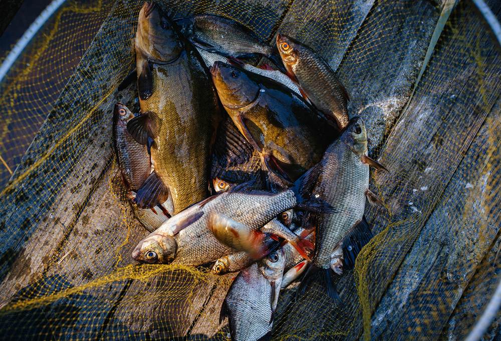 Пойманные рыбы в подсачеке