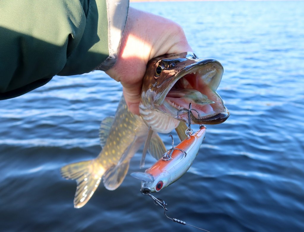 Щука с воблером в руке