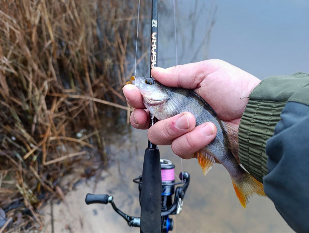 Окунь, пойманный на спиннинг Lucky John Basara 12 Окунь в руке, пойманный на спиннинг Lucky John Basara 12