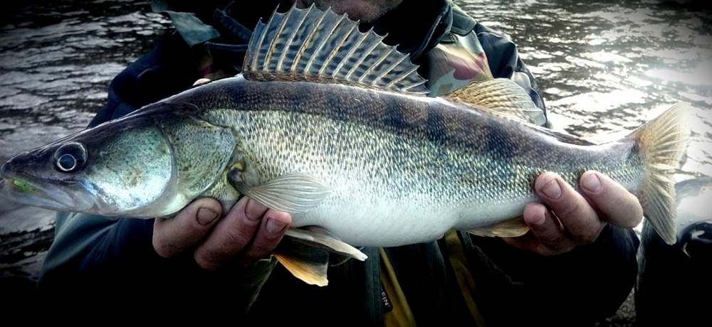 выбор приманок для ловли судака 00005.JPG