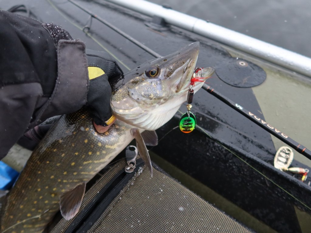 Щука клюнула на вертушку перед зимой
