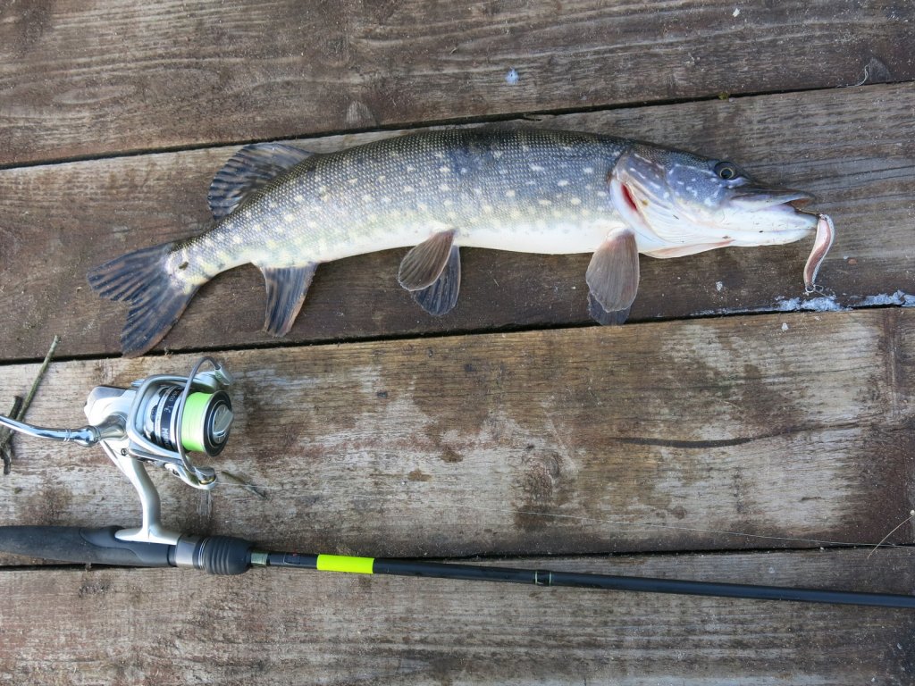 Щука с приманкой и снастью лежит на мостку