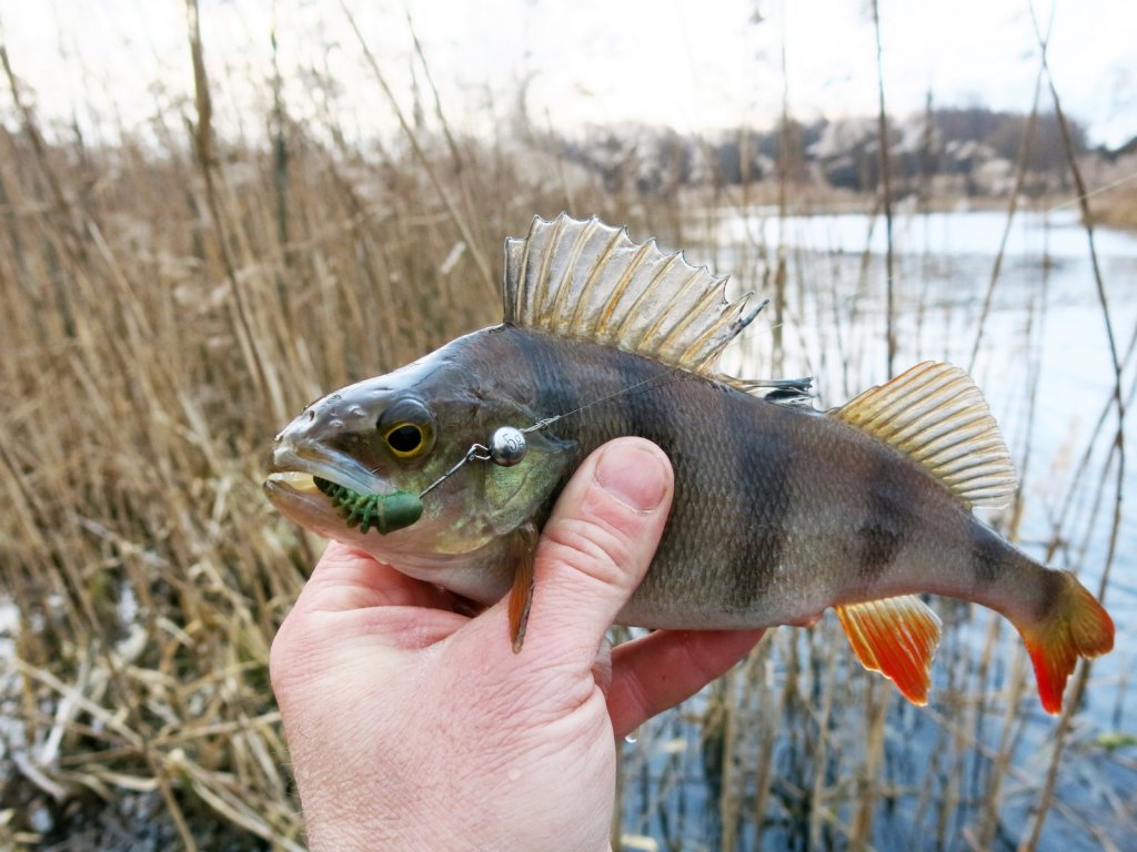 Окунь пойман на микроджиг