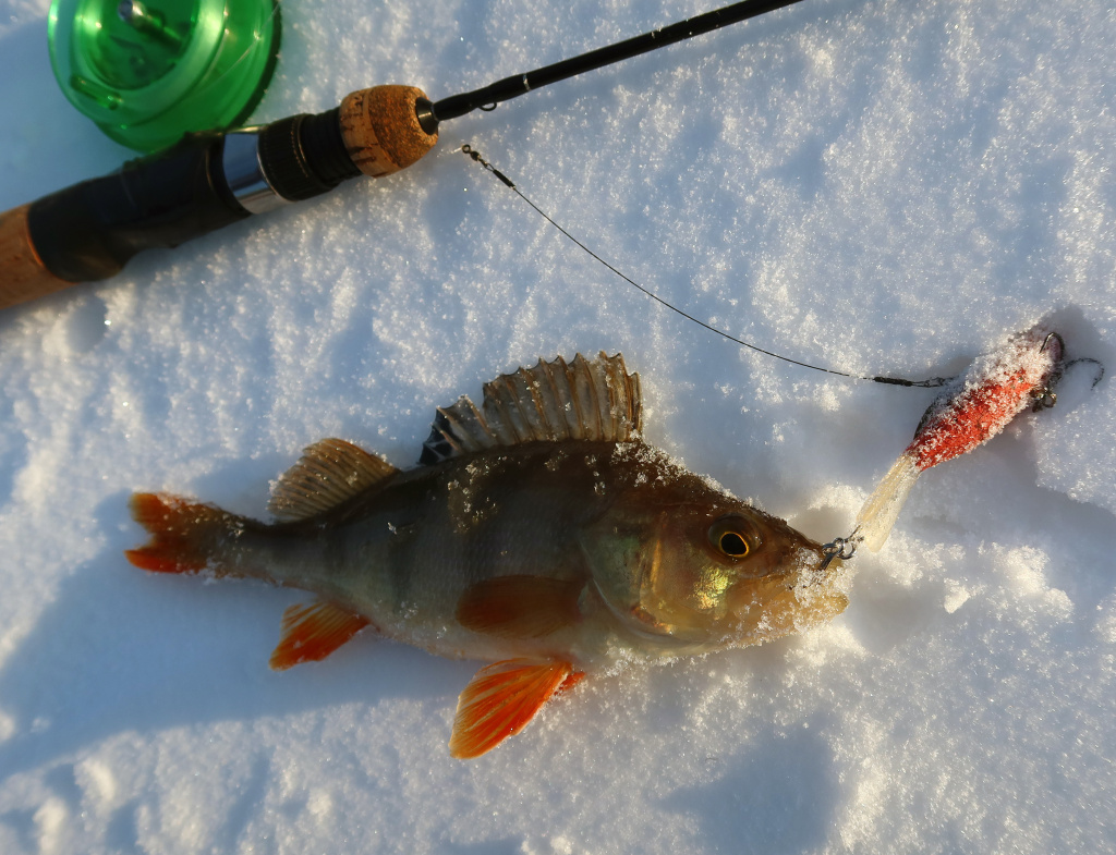 Балансирная щука в начале сезона