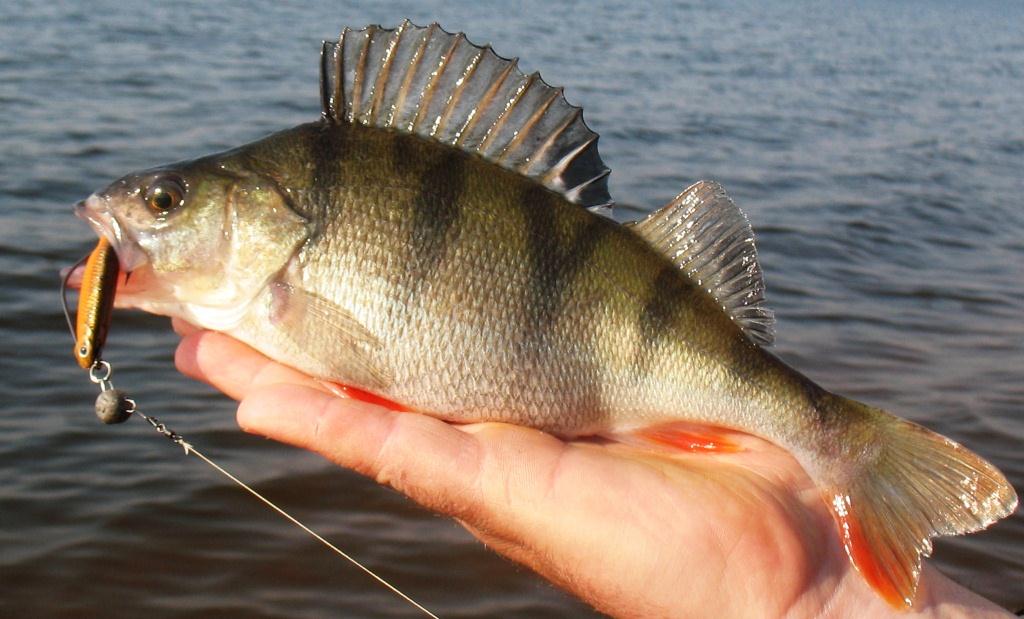 Рыбалка выходного дня_3.JPG