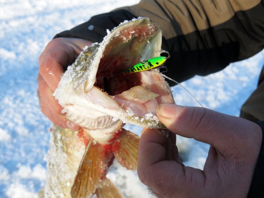 Щука глубоко заглотила балансир Щука глубоко заглотила балансир