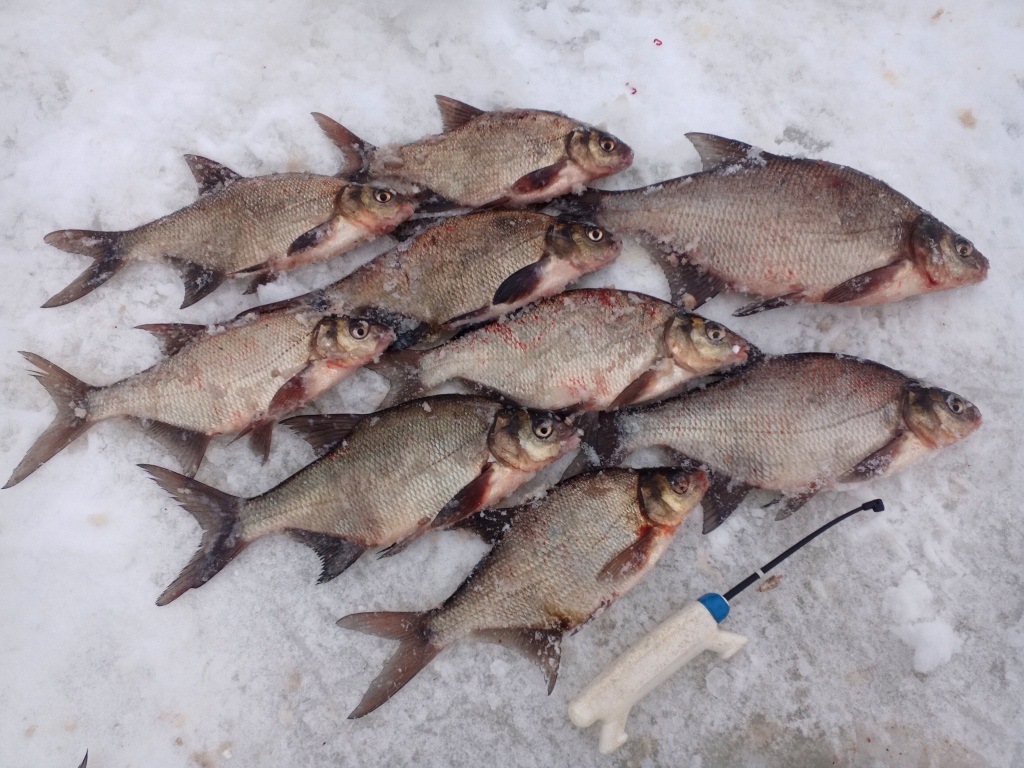 Давление при котором клюет рыба зимой | Полезная информация