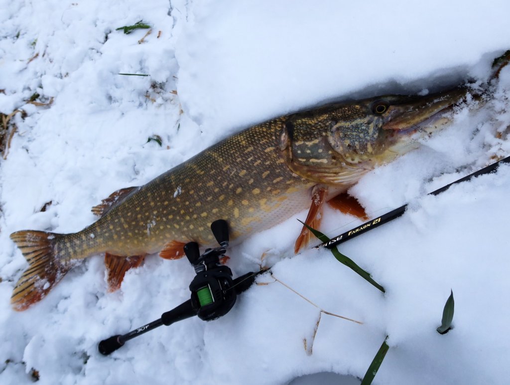 Крупная щука поймана зимой на кастинг