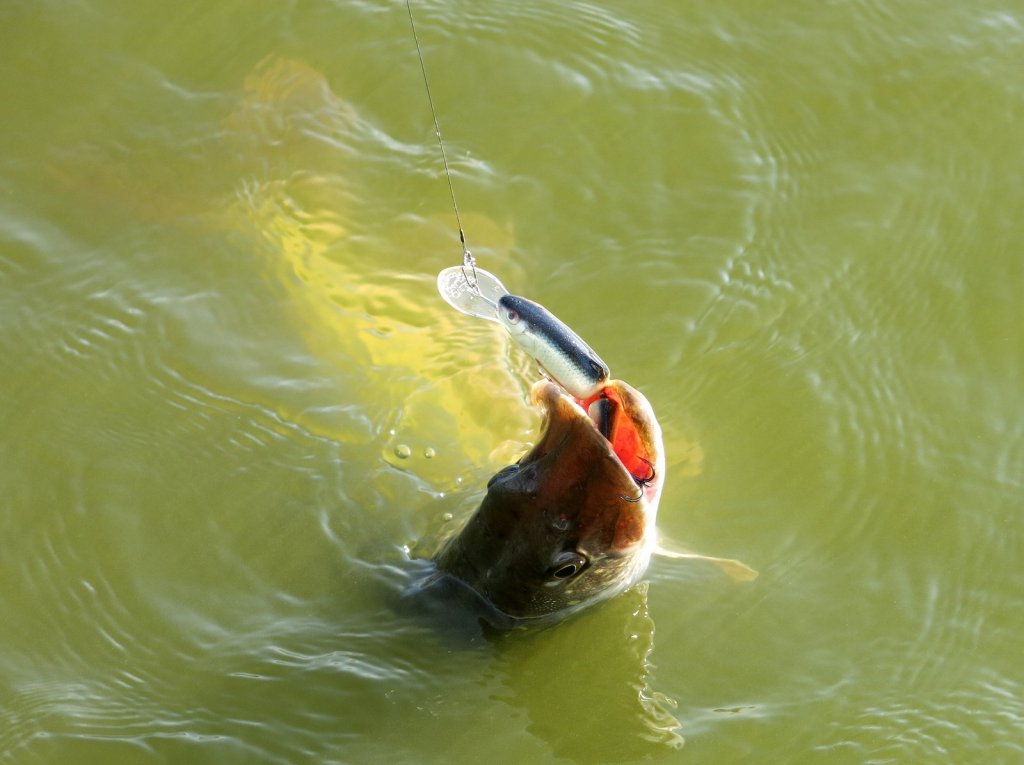 Щука клюнула на воблер-составник
