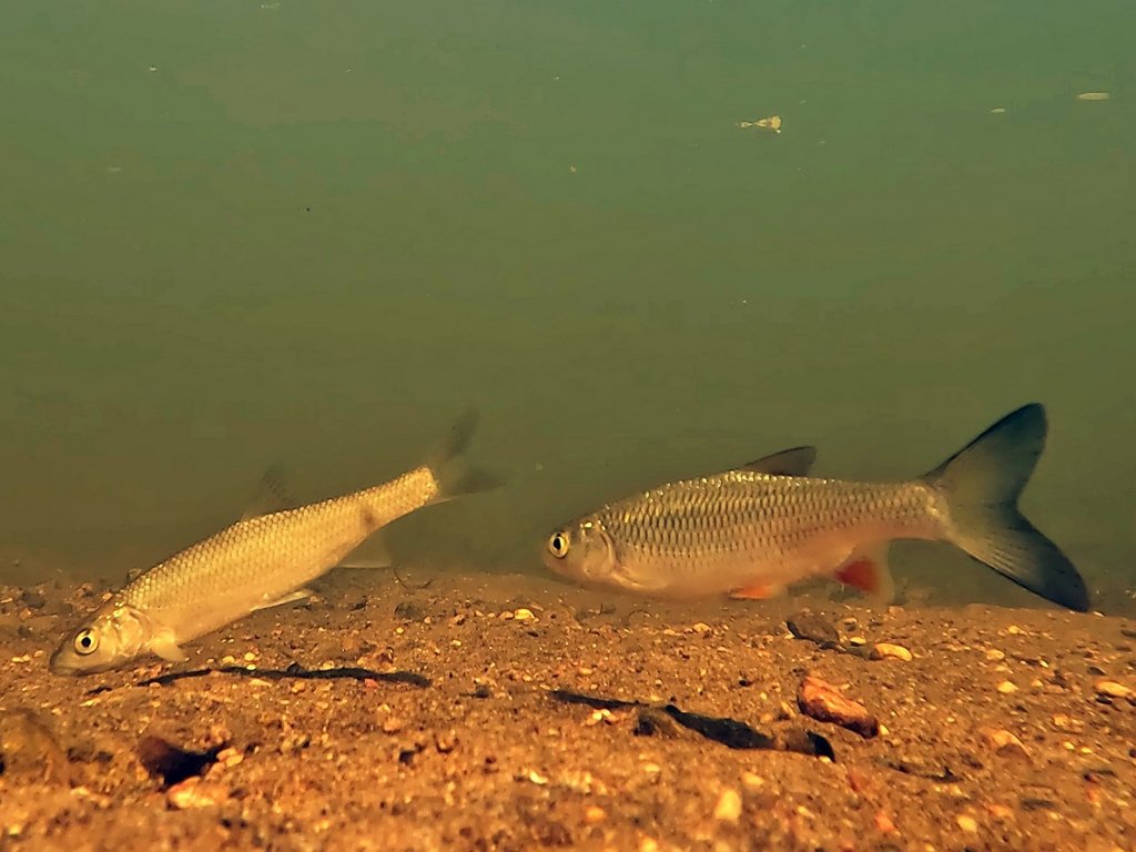 Речные рыбы под водой Речные рыбы под водой