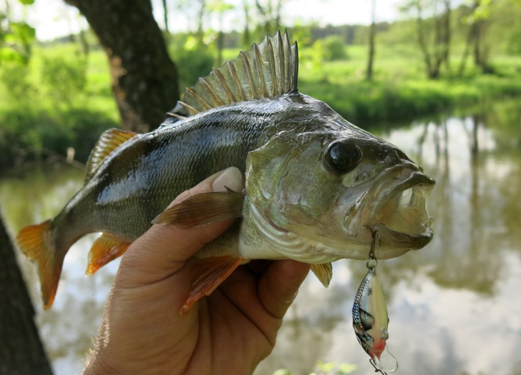 Хороший окунь позарился на мелкий воблер
