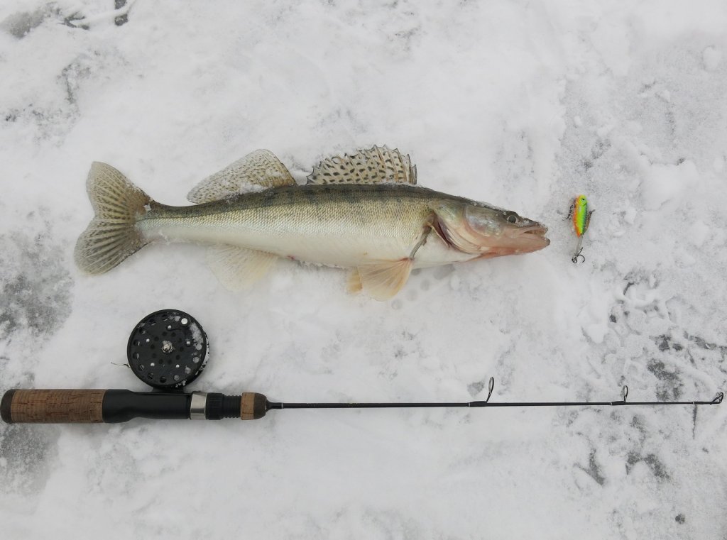 Судак с зимней удочкой и балансиром