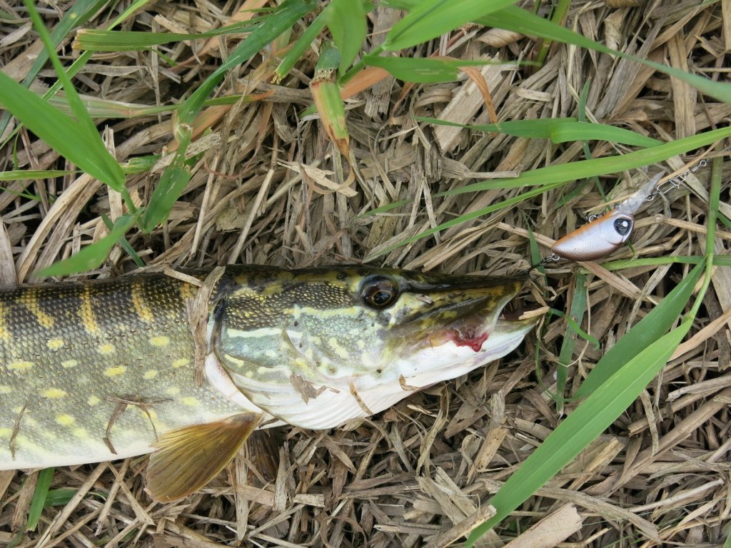 Щука поймана на воблер кренк