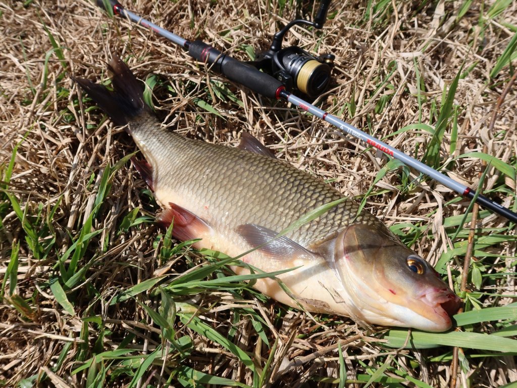 Язь пойман на спиннинг