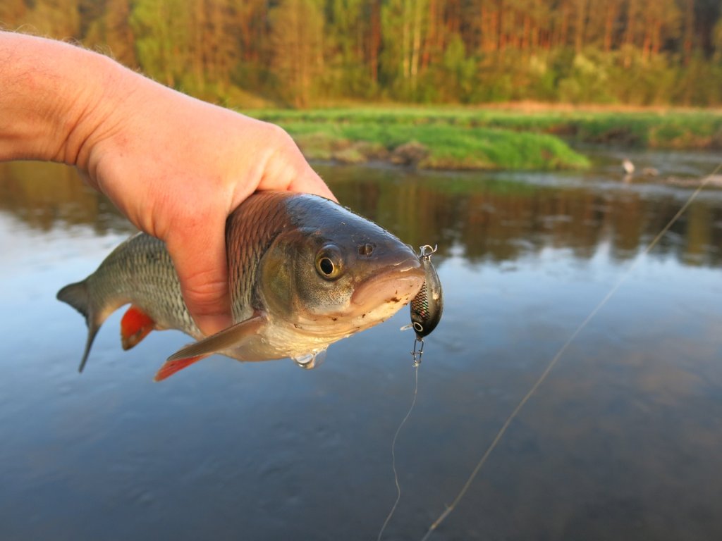 Голавль и воблер Salmo Tiny на фоне реки