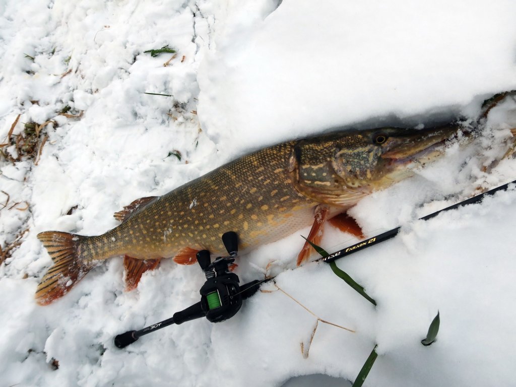 Крупная щука поймана кастинговой снастью зимой