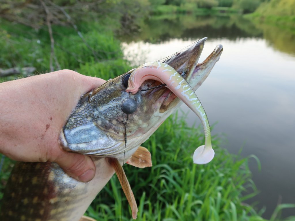 Речная щука клюнула на виброхвост