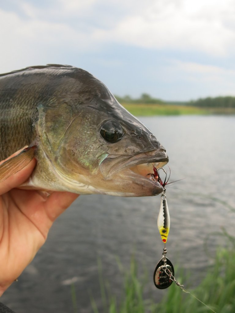 Крупный окунь на вертушку Lucky John Trian Blade Round Крупный окунь на вертушку Lucky John Trian Blade Round