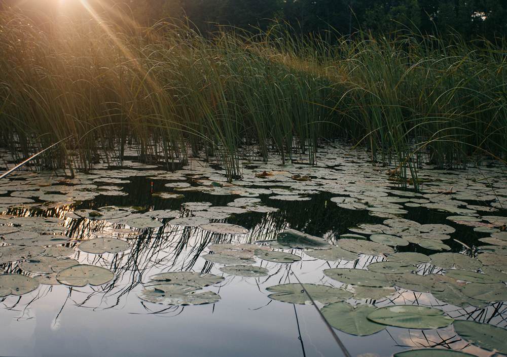Рыбалка на поплавок в камыше