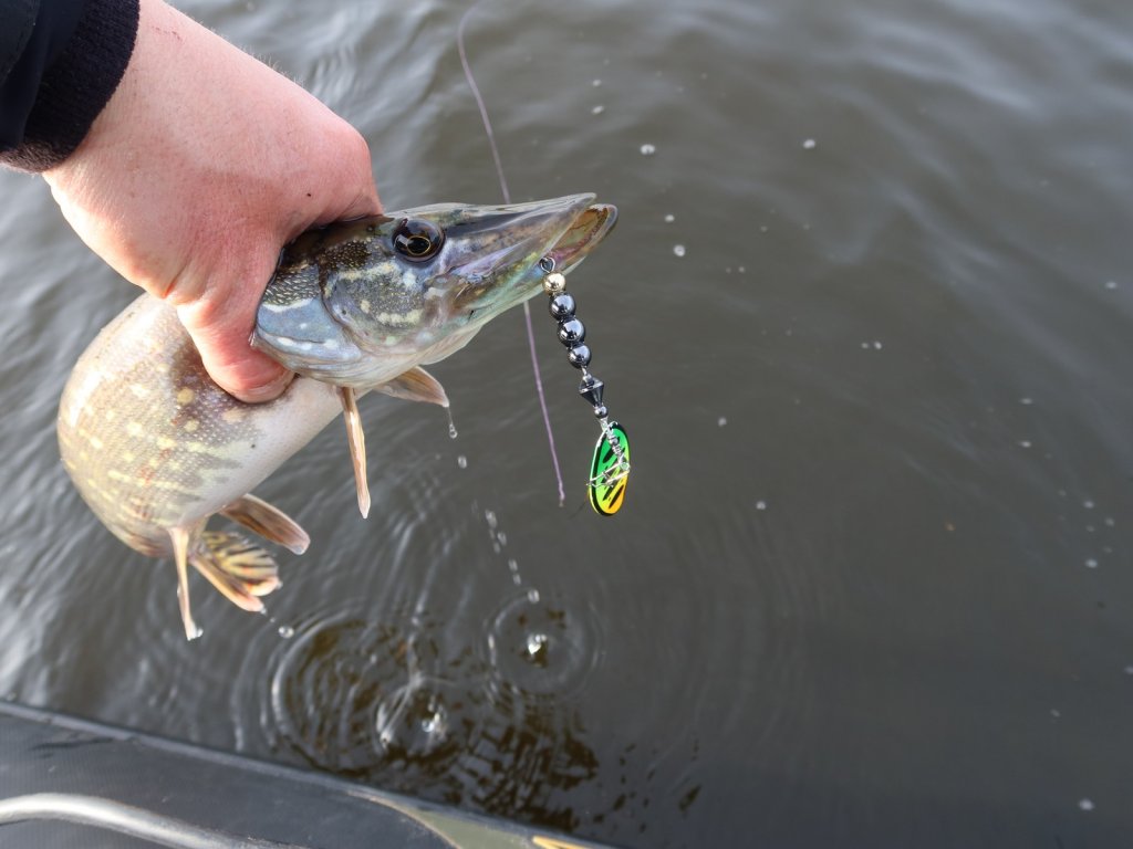 Щука клюнула на кислотную вертушку