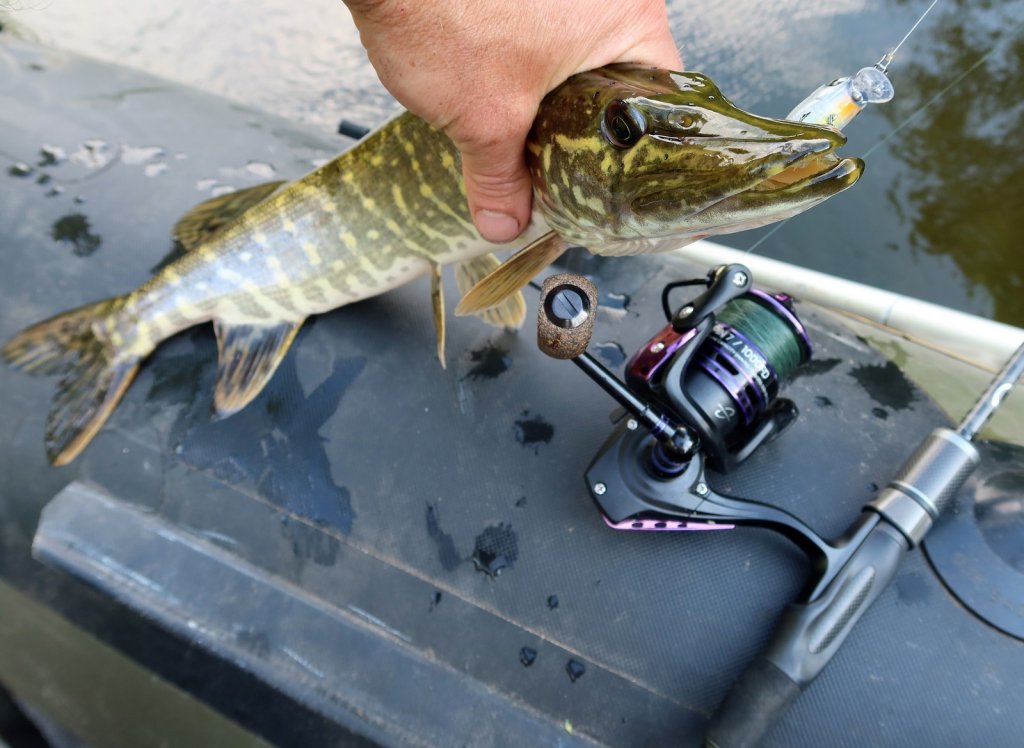 Щука с приманкой и снастью на борту лодки