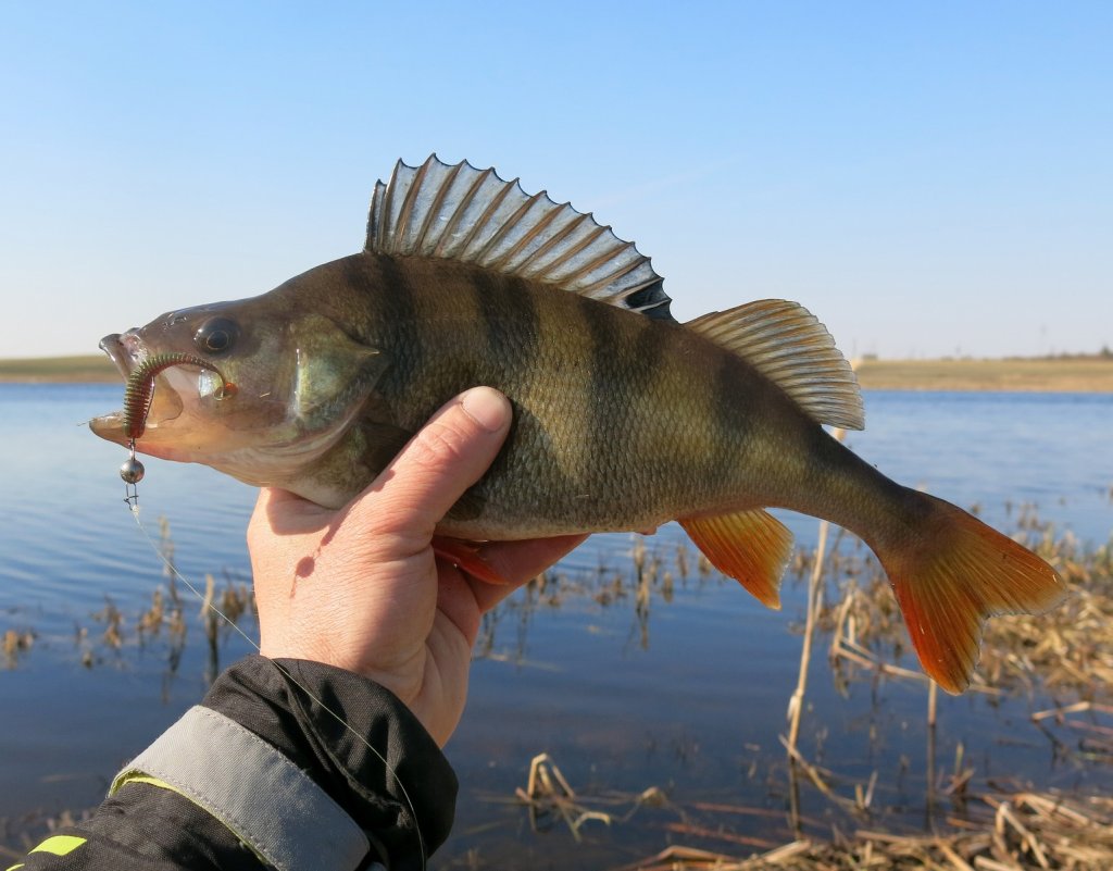 Крупный окунь пойман на Lucky John Spark Tail 2