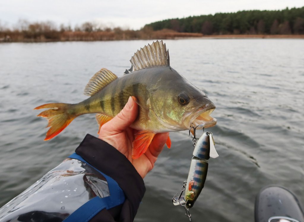 Окунь клюнул на воблер Lucky John Antira Swim 115