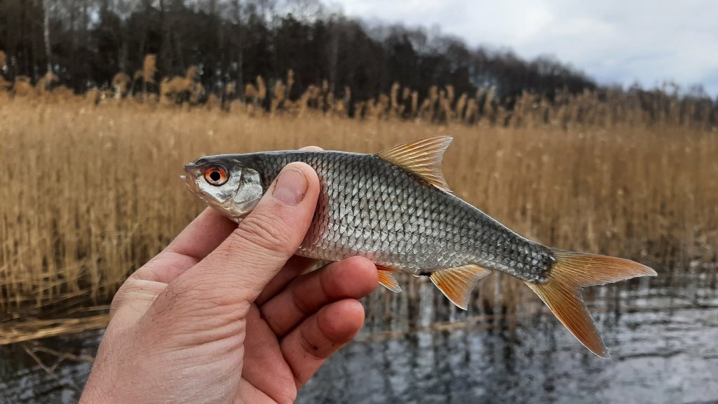 Плотва в руке на фоне тростника