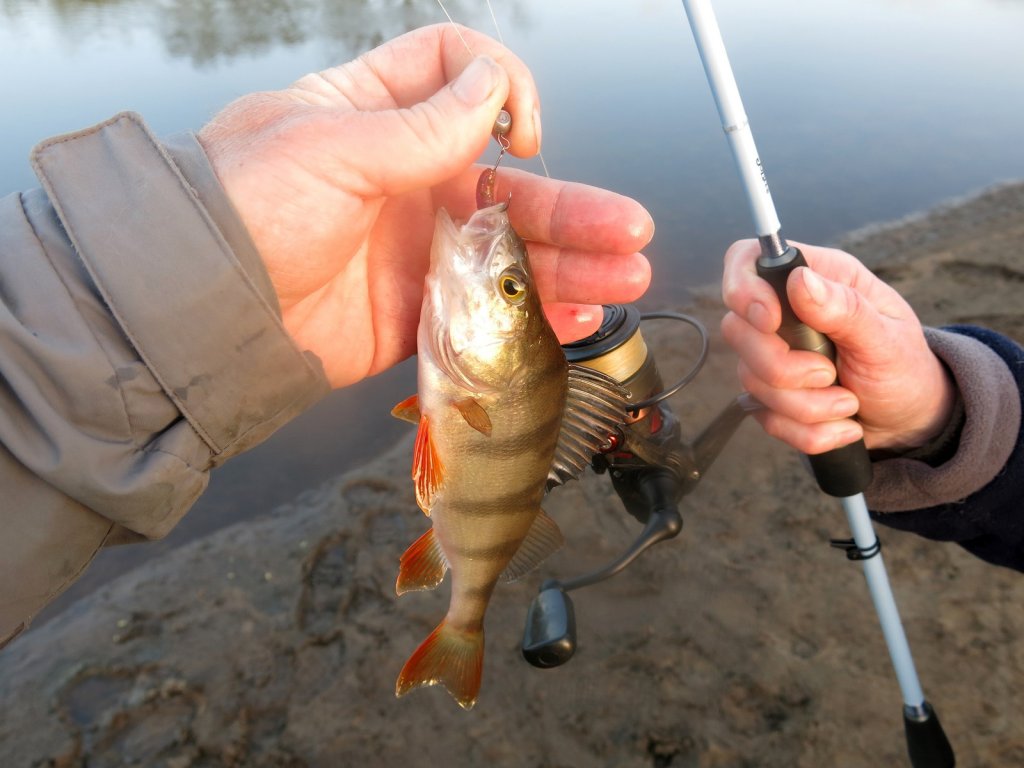 Пойманный окунь и спиннинговая снасть