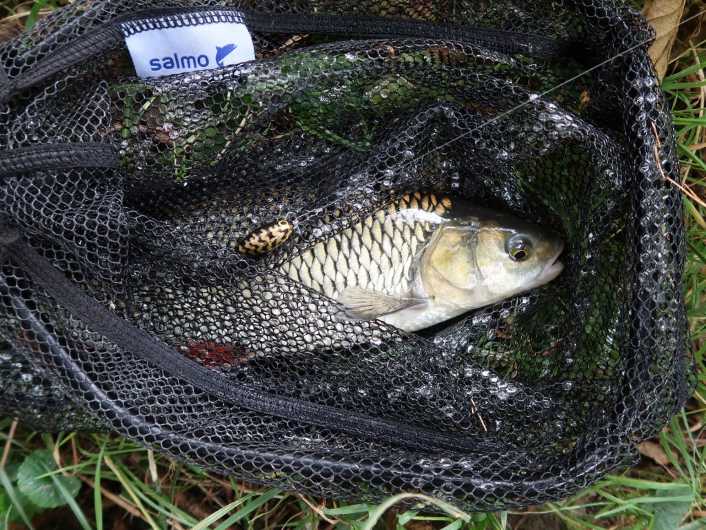 Голавль и воблер в подсачеке