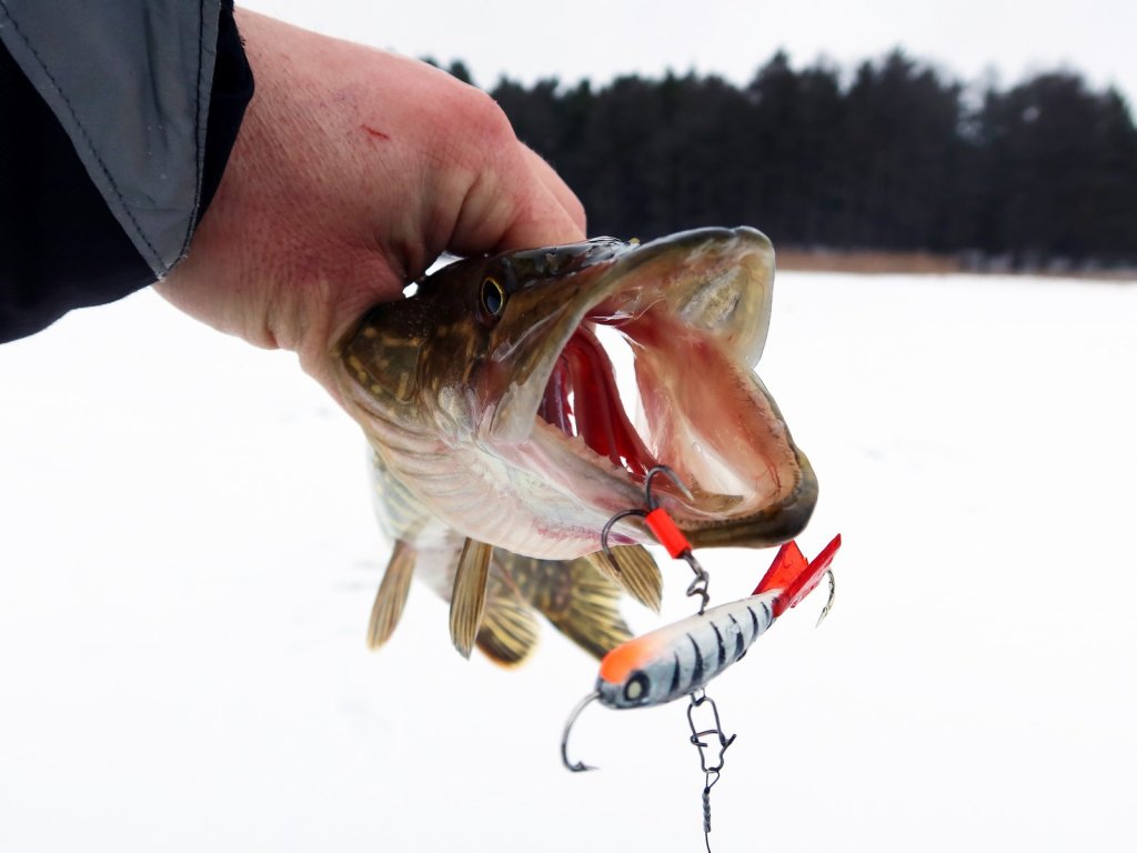 Щука клюнула на натуральный балансир