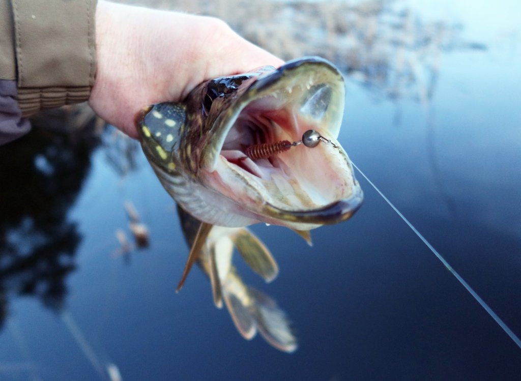 Щука глубоко заглотила силиконку