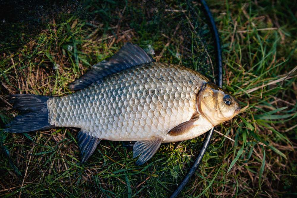 за летним карасем 0007.JPG