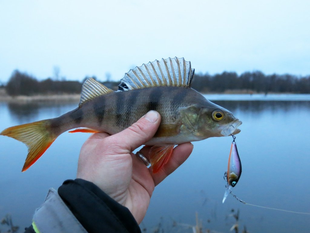 Окунь клюнул на воблер Окунь клюнул на воблер