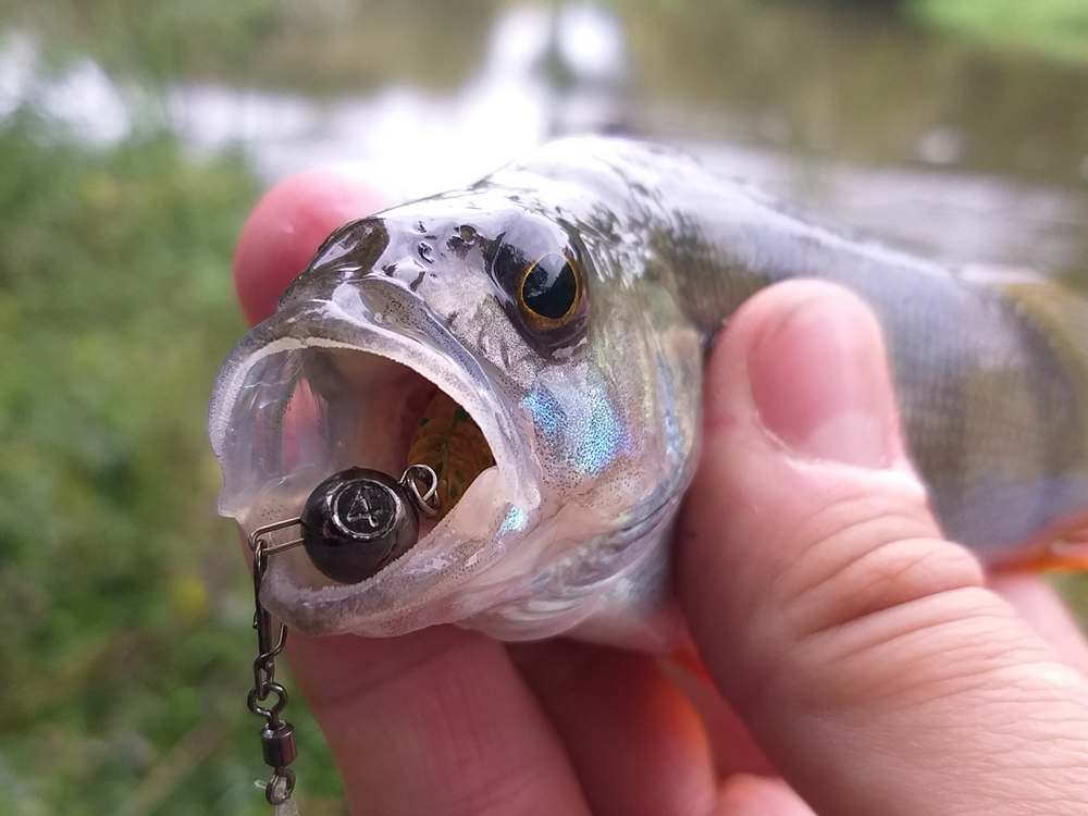 Using_Passive_Lures_in_a_Light_River_Jig_0013.jpg Using_Passive_Lures_in_a_Light_River_Jig_0013.jpg